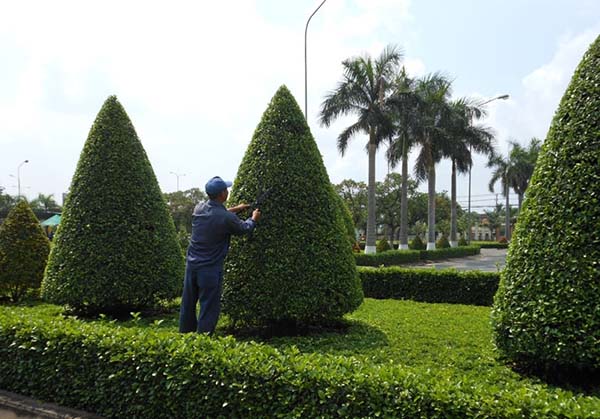 DỊCH VỤ CẮT TỈA CÂY XANH