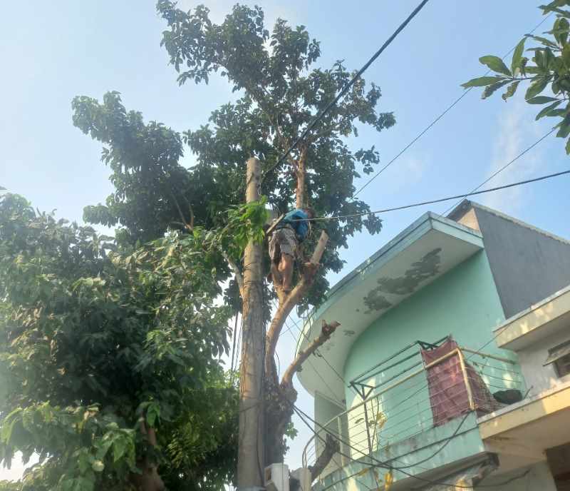 CHẶT CÂY XANH GÒ VẤP