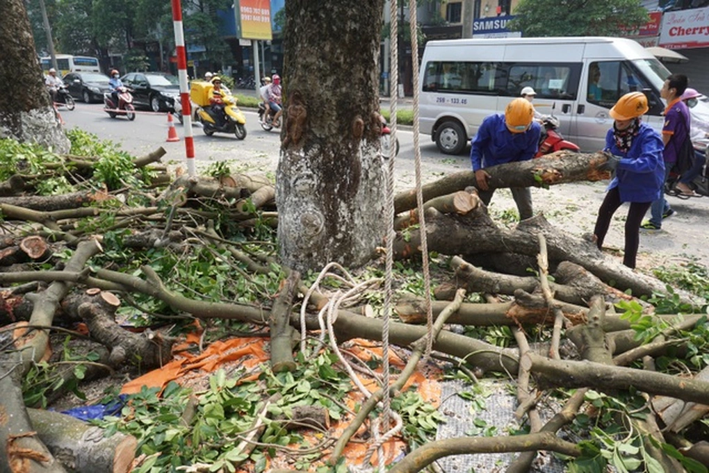 Chặt cây xanh quận 12