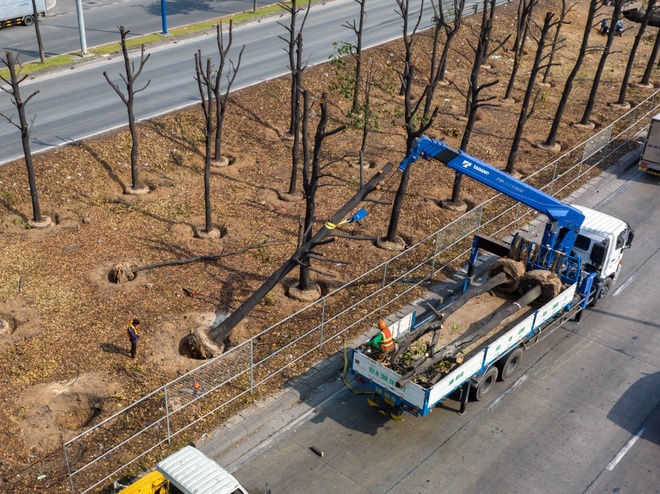 DI DỜI CÂY XANH TẠI QUẬN 6