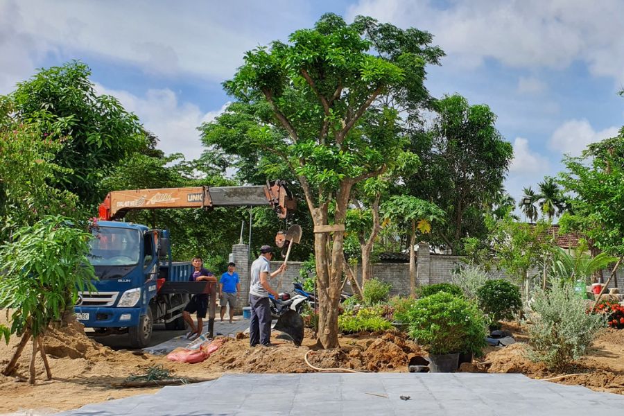 DỊCH VỤ CHẶT CÂY TẠI HÓC MÔN