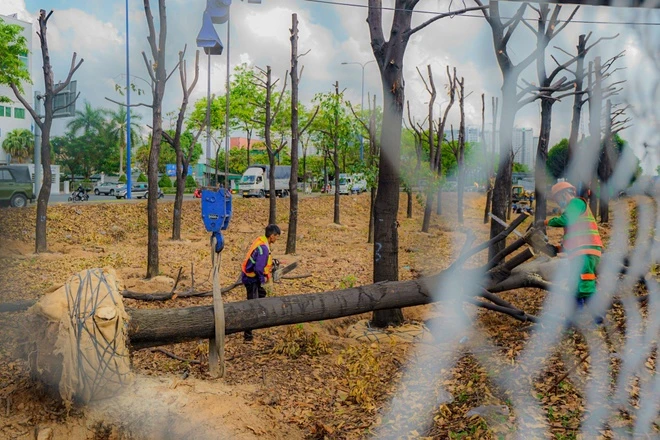 DI DỜI CÂY XANH TẠI QUẬN 5