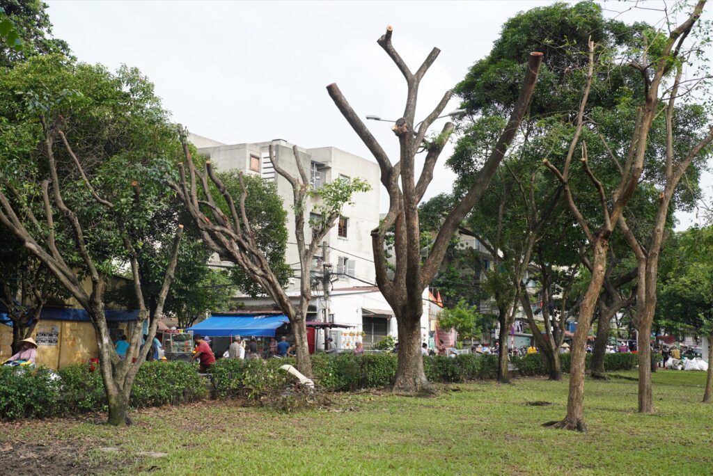 DỊCH VỤ CHẶT CÂY QUẬN 12