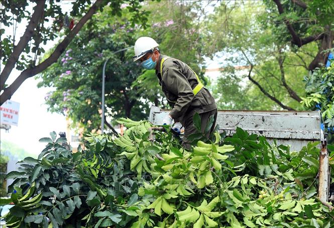 DỊCH VỤ CHẶT CÂY QUẬN BÌNH THẠNH