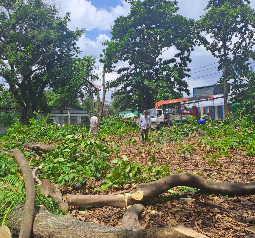 DỊCH VỤ CHẶT CÂY QUẬN GÒ VẤP