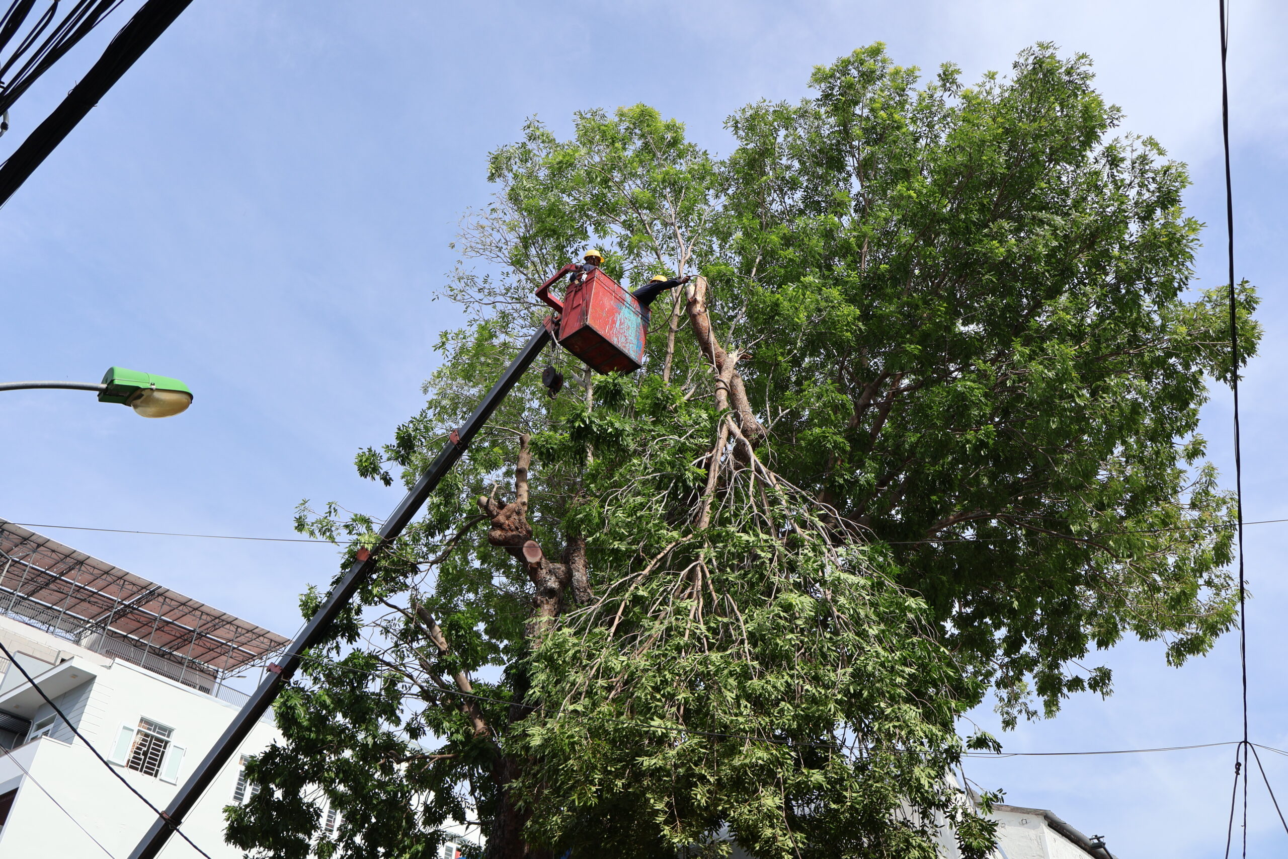 DỊCH VỤ CHẶT CÂY QUẬN 9