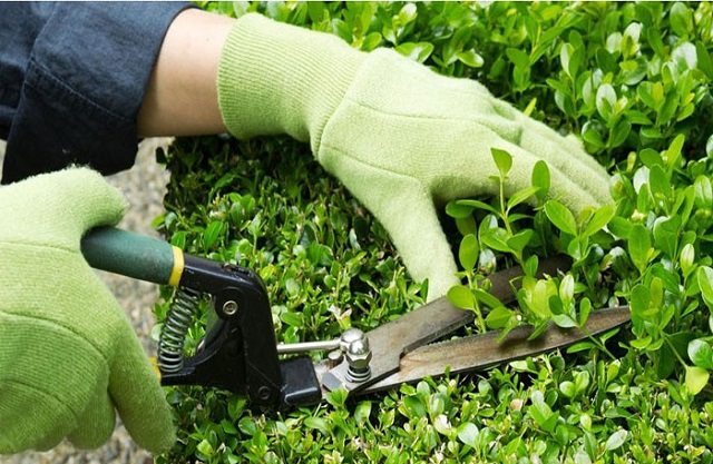 DỊCH VỤ TỈA CÂY - TỈA CÀNH TẠI TPHCM