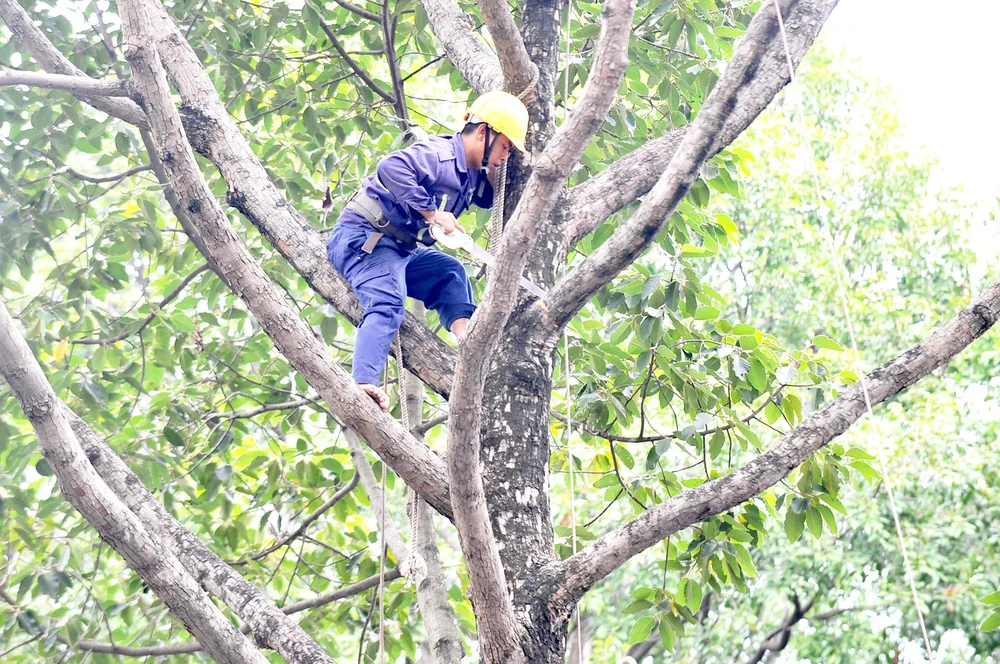 DỊCH VỤ CHẶT CÂY QUẬN TÂN PHÚ