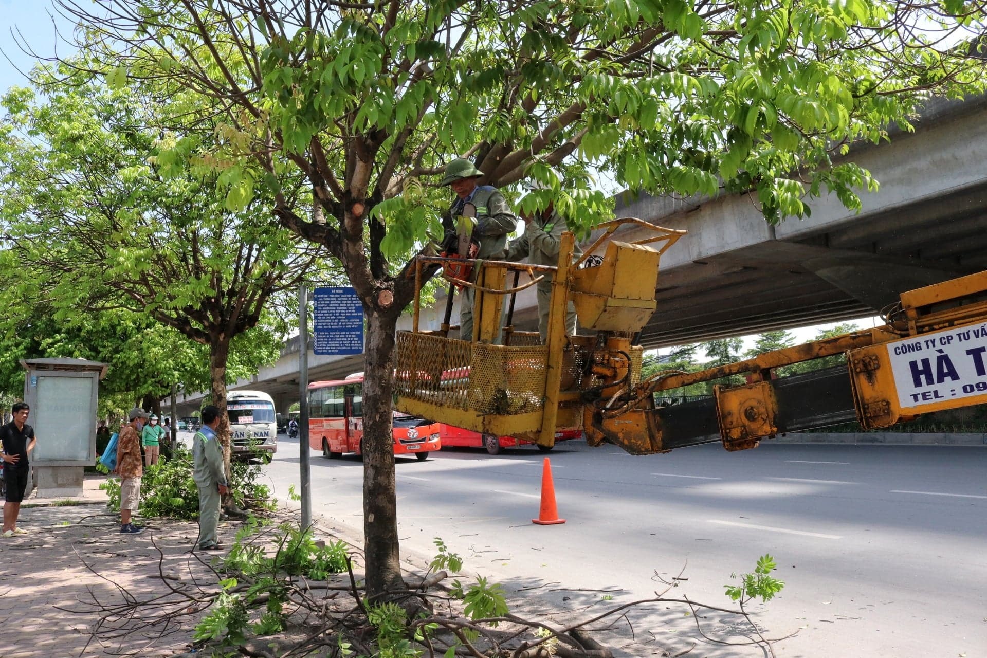 DỊCH VỤ CƯA CÂY TẠI QUẬN BÌNH TÂN