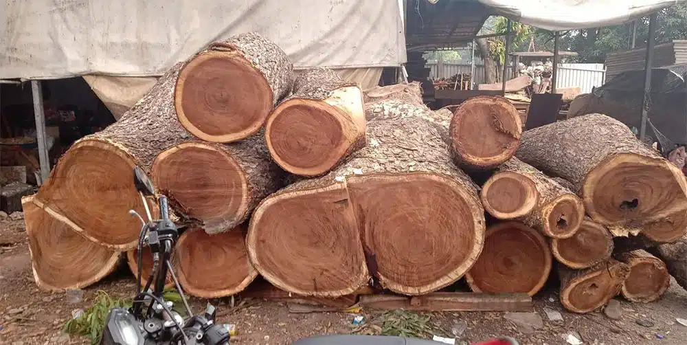 Mua gỗ cây me tây