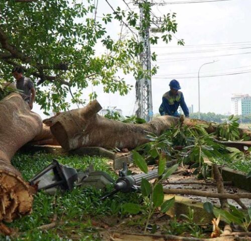 DỊCH VỤ CƯA CÂY GÃY ĐỔ