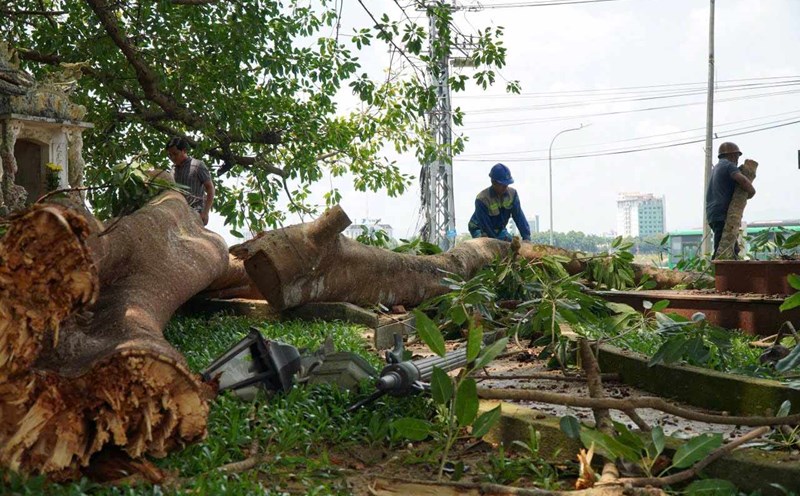 DỊCH VỤ CƯA CÂY GÃY ĐỔ