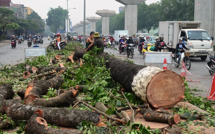 Chặt cây xanh quận 12